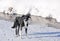 Border collie on a frozen river