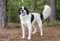Border Collie Great Pyrenees mixed breed dog