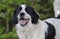 Border Collie Great Pyrenees mixed breed dog