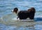 Border Collie having fun on the beach jumping into the sea to swim at the beach of Sottomarina.