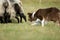 Border Collie Herding Sheep