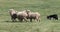Border Collie Herding Sheep Close-up