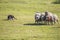 Border Collie Herding Sheep Reluctant Sheep