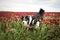 Border collie is jumping in crimson clover.