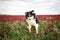 Border collie is jumping in crimson clover.