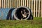 Border Collie Jumps out of Agility Tunnel