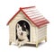 Border Collie in a kennel