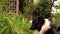 Border collie laying in the grass, black and white happy dog portrait, panting, summer garden