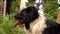 Border collie laying in the grass, black and white happy dog portrait, panting, summer garden