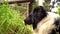 Border collie laying in the grass, black and white happy dog portrait, panting, summer garden