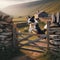 Border collie leaps over wooden farm gate