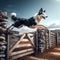 Border collie leaps over wooden farm gate