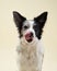 Border Collie licks nose in a studio, a moment of canine charm
