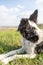 A border collie lies in the green grass in a field on a hill and turns away to look back into the distance. Portrait on