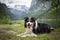 Border collie is lying in austria nature