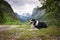 Border collie is lying in austria nature