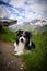 Border collie is lying in austria nature