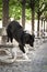 Border collie is lying on bench.