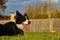 Border Collie Lying Down in the Garden during Golden Hour