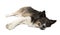 Border collie lying in front of white background