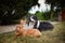 Border collie is lying on the garden with rabbit.