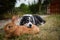 Border collie is lying on the garden with rabbit.