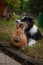 Border collie is lying on the garden with rabbit.