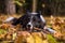 Border Collie is Lying on the Ground and Playing. Open Mouth.