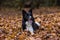 Border Collie is Lying on the Ground and Playing. Open Mouth.