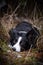 Border collie is lying in snow in reed