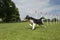 Border collie mix running through agility weave poles on a sunny