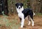 Border Collie mixed breed dog