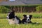 Border Collie Mom Lies Down in the Garden with her Puppy
