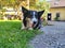 Border collie mongrel resting with cute glimpse