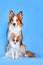 Border collie and Papillon dogs in blue