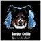 Border Collie - Peeking Dogs - breed face head isolated on black