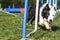 Border Collie performing the sport of Agility