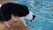 Border Collie pet catching ball in swimming pool in tourist farm in Brazil, South America