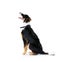 Border collie, pet and dog in studio, white background and mockup space. Dogs, loyalty and pets on studio background