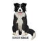 Border Collie pet isolated on white vector illustration