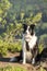 A border collie photographed while hiking in the mountains