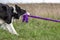 A border collie plays a tug of purple toy rope while standing in the grass in a clearing in the afternoon. Horizontal