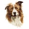 Border collie portrait. Head, muzzle, brown dog.