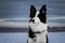 Border collie posing for a photo on the seashore on a cloudy winter day