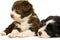 Border Collie Puppies