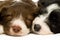 Border Collie Puppies