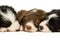 Border Collie Puppies