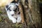 Border Collie puppies