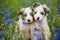 Border collie puppies in a cornflower field