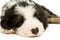 Border Collie Puppy